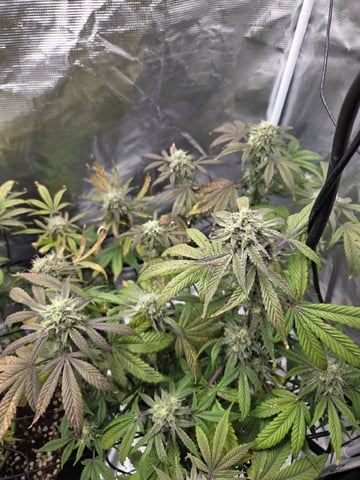 Autoflower NIGHT OWL — flower, day 19
