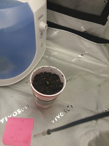 Critical Purple Kush — seedling_rooting, day 6