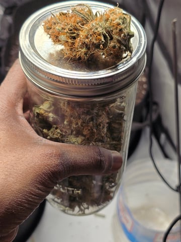 Pull my finger and Mowie Wowie