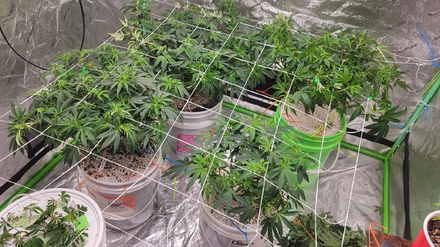 1st grow indoors(cardboard box to 2x2x4 to 5x5x6) — vegetative, day 74