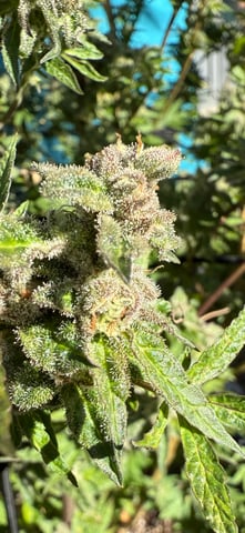 First Auto — flower, day 77