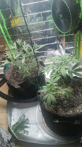 Gelato & Amnesia 