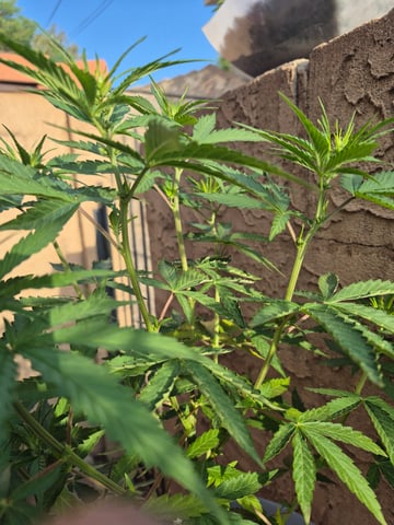 new strain — flower, day 26