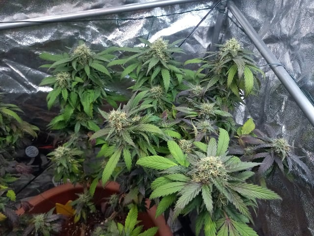( Guava Dawg × Sour Tangie ) F2 — flower, day 26