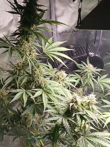 black gorilla feminized  — flower, day 33