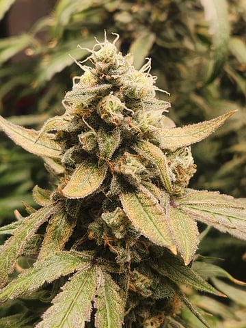 Sour Diesel — flower, day 49