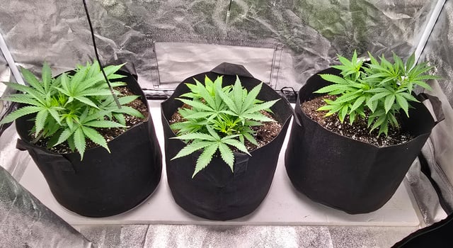Attack Of The Clones — vegetative, day 7