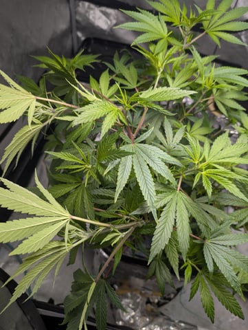 Black African Magic feminization  — flower, day 8