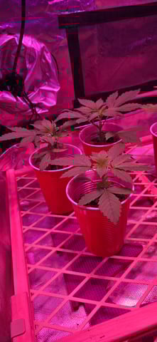 basement grow — vegetative, day 22