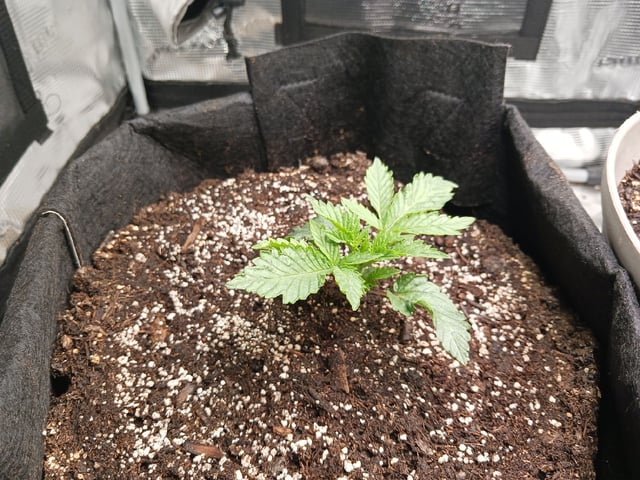 9lbhammer feminized  — vegetative, day 14
