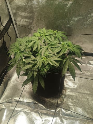 lil Slurry, first grow — flower, day 45