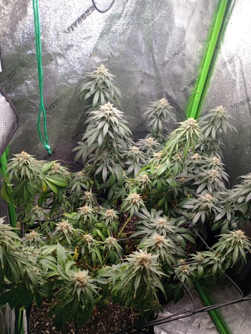 All Aboard!!! — flower, day 118