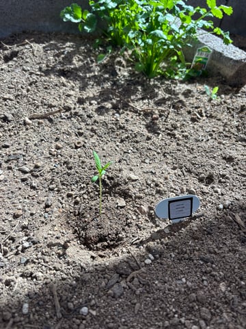 3 seeds  — seedling_rooting, day 11