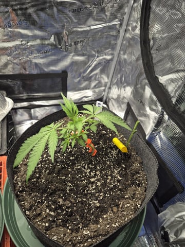 Grow 1 2026 Gelato Rainbow Sherbert  — vegetative, day 19