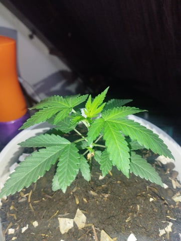 Test 1  — vegetative, day 36