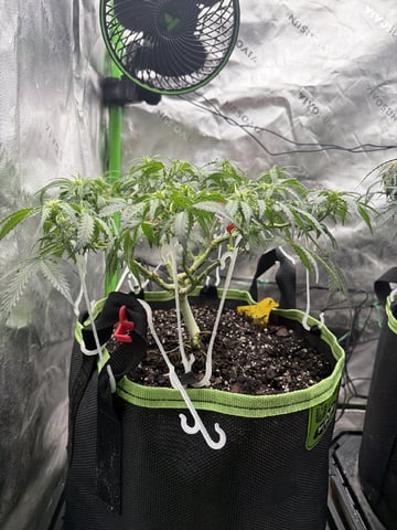 Midsummer Outdoor — flower, day 57