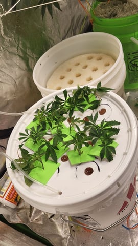 dwc — germination, day 4
