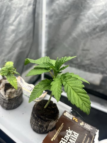 Humboldt Chicken N Wafflez — vegetative, day 15