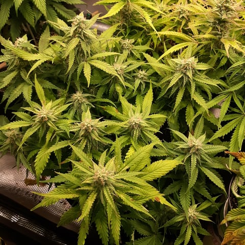 Next Attempt  — flower, day 64