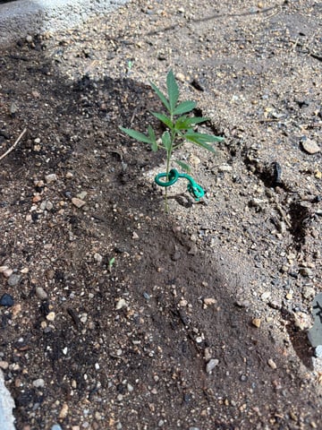 new seeds grow #2 — vegetative, day 29