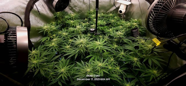 Guava Mints — flower, day 81