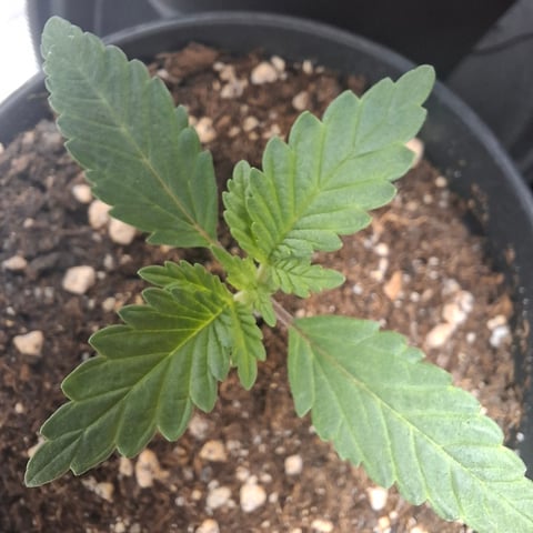 zupreme lime — vegetative, day 7