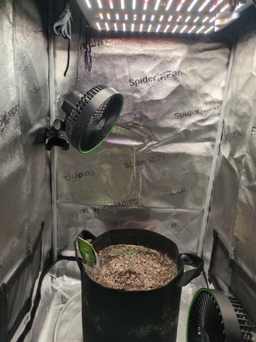 OG III — seedling_rooting, day 6
