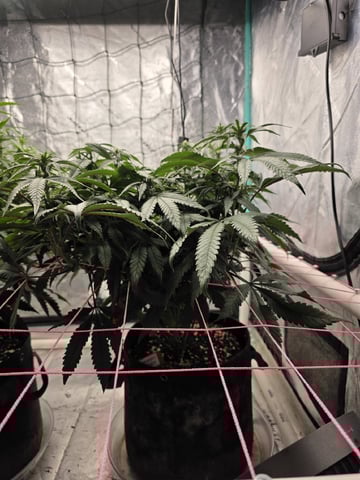 Granny Candy and PLCG