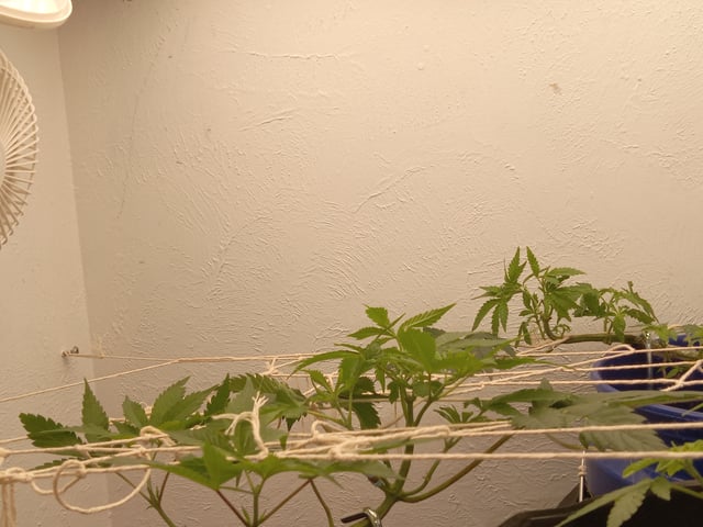 closet grow for veg with a.c infinity air intake fan .With no carbon filter just suction,and spider farmer sf 7000.Then a spider farmer sf tent 4×4×6.5with a G1500 l.e.d from spiderfarmer and spider farmer 6inch clip oscalating fan. — vegetative, day 9