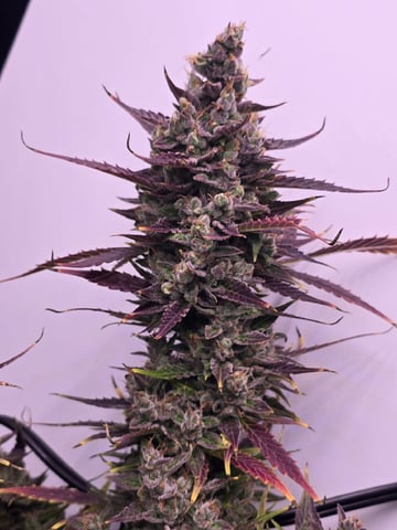 1st Auto Grow (LSD + BrB) - 1st indoor Grow — flower, day 79