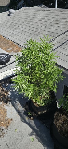 CzechsMex 2.0 — vegetative, day 157