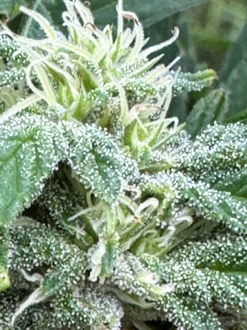 First grow — flower, day 42