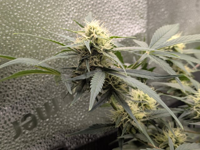 OG III — auto, day 44