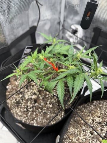Gorilla Cookies — 1st Grow — flower, day 50