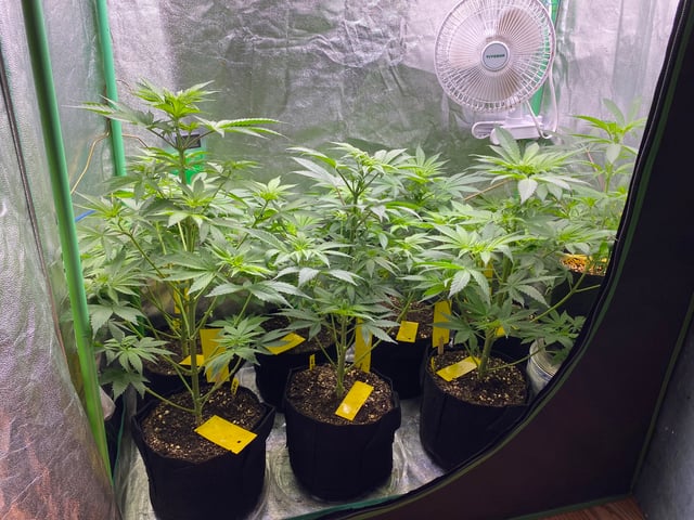 The White X Run Away Bride #3 — flower, day 51