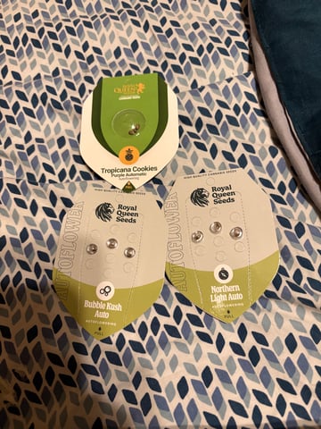 Rc Exotics — grow_setup, day 1