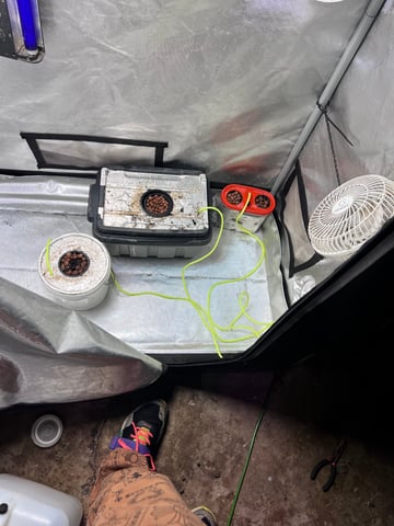 The First One — seedling_rooting, day 1