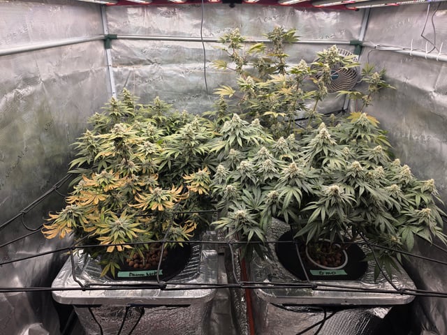 Grow #1 — flower, day 103