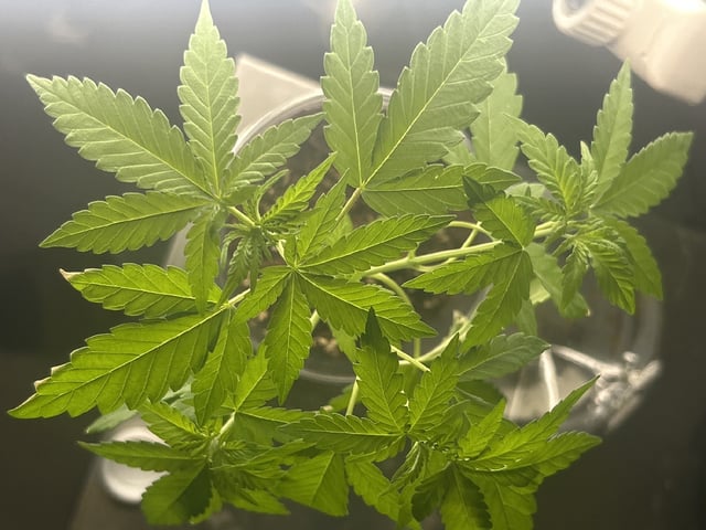 PeanutButter Cookies — vegetative, day 43