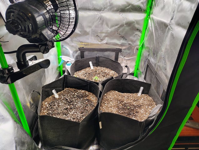 new 1 — seedling_rooting, day 6