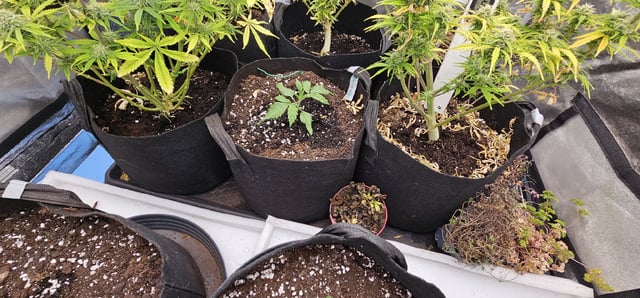 critical orange punch / strawberry soda — grow_setup, day 1