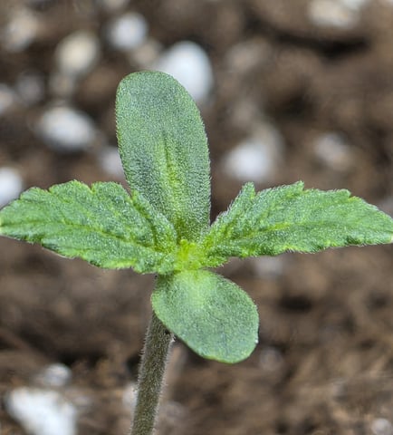 August Grow — seedling_rooting, day 12