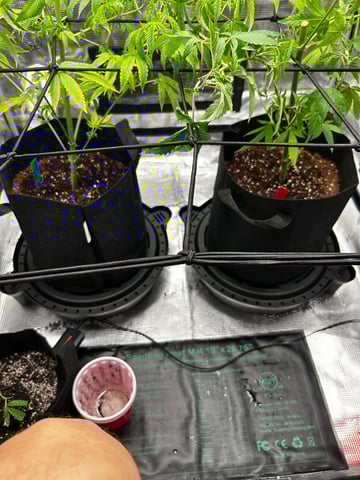 Am inside — grow_setup, day 13
