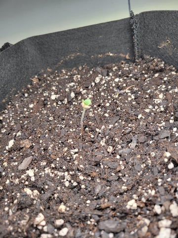 Watermelon Auto — seedling_rooting, day 1