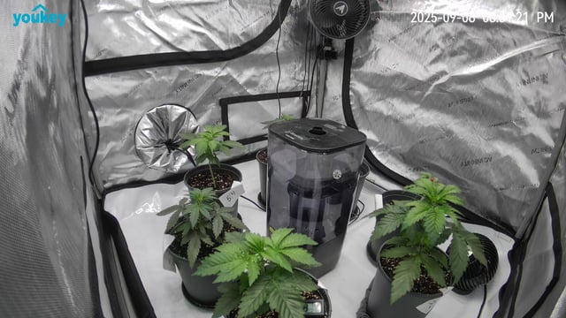 Homegrown - 🍒 🥧 & GSC Auto, 🚀 Seeds 🍌 Buttercups  — vegetative, day 26