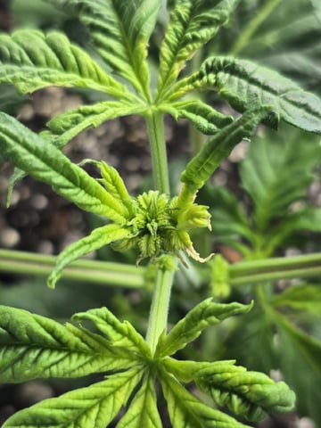 Autos AGAIN — vegetative, day 26
