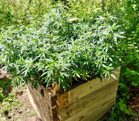 Here We Go Again 😎, This Should Be Good. 🤞👁️👁🤞 — vegetative, day 54