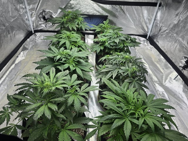 Autos AGAIN — vegetative, day 36