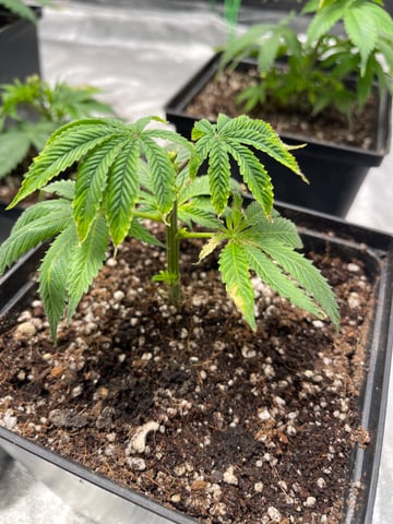 Clones GodFather OG Clones — seedling_rooting, day 5