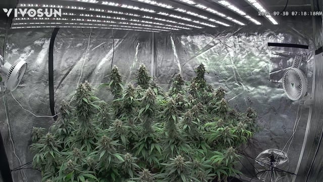 outdoor start/indoor 2025 — flower, day 197